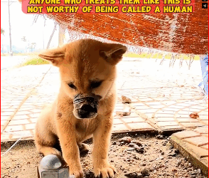 V1211015_Rescue HomeLess puppy #animal #animallover #doglover #dogs #dogsoft…_part2