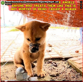 V1211015_Rescue HomeLess puppy #animal #animallover #doglover #dogs #dogsoft…_part2