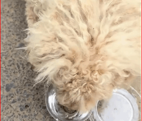 V1011016_ reactions Hope in Every Paw on Reels_part2