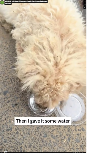 V1011016_ reactions Hope in Every Paw on Reels_part2