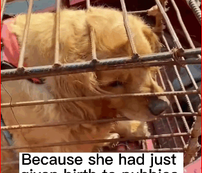 V1111010_Rescue Golden Retriever Restaurant #rescuedog #dog #animal #usa_part2