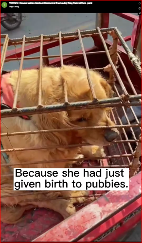 V1111010_Rescue Golden Retriever Restaurant #rescuedog #dog #animal #usa_part2