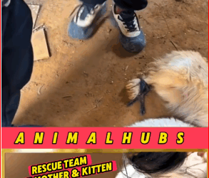 V1211016_Rescue team save mother dog her puppy life #cat #dog #dogs_part2