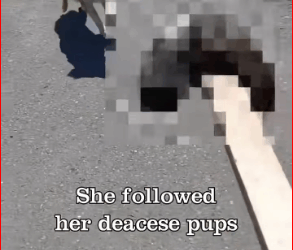 V1211021_Heartbreaking mom her newborn puppies were thrown away without any_part2