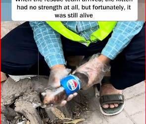 V1211036_Rescue poor kitten trapped in bottle #kitten #kittensoftiktok #ca…_part2