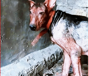 evil dog was abused abandoned by its owner is as thin as…_part2