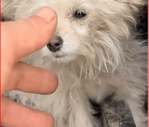 Their treatment of those poor dogs was heartless. part2