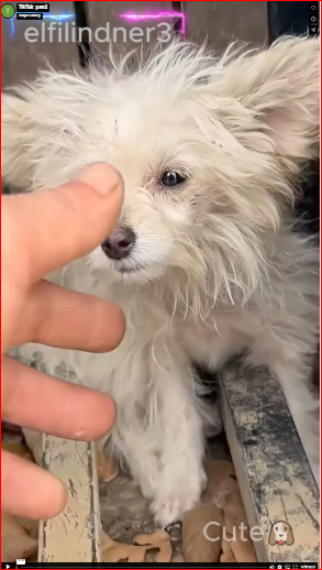 Their treatment of those poor dogs was heartless. part2