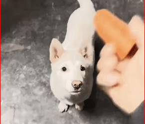 On way home, found stray puppy had fallen into ditch#f…_part2