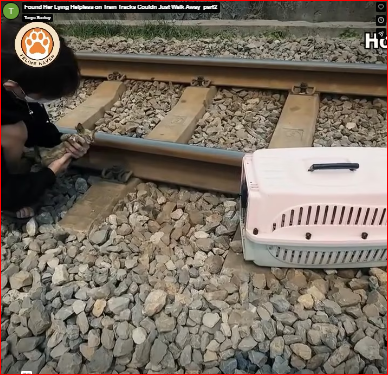 Found Her Lying Helpless on Train Tracks Couldn Just Walk Away_part2
