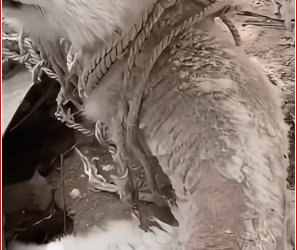 V1511003_Boy trapped three days in open air, starved, rescued#animals_part2