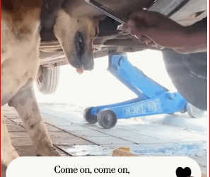 V1511005_dog head became stuck in silencer under car #animals#dog#…_part2