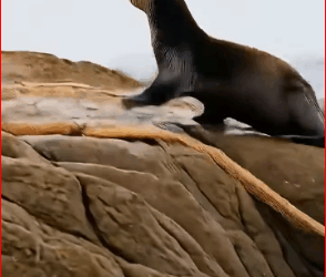 V1911032_Heartwarming Sea Otter Rescue Baby Freed Net, Reunion Mom_part2