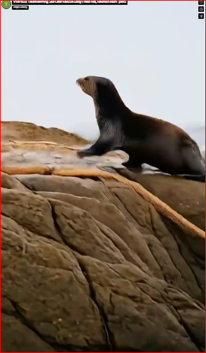 V1911032_Heartwarming Sea Otter Rescue Baby Freed Net, Reunion Mom_part2