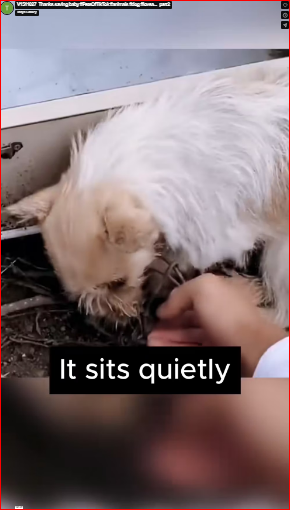 V1511027_Thanks saving baby #PetsOfTikTok #animals #dog #lovea…_part2