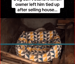 Dog can stand it when owner left him tied up after selling house @A…_part2