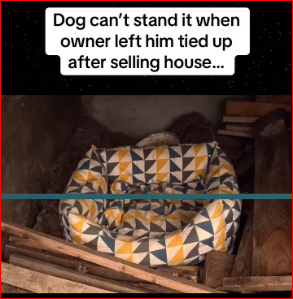 Dog can stand it when owner left him tied up after selling house @A…_part2
