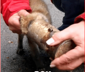 V1911040_Dramatic Rescue Brave Man Saves Fox Cub Its Head Trapped in T…_part2