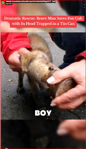 V1911040_Dramatic Rescue Brave Man Saves Fox Cub Its Head Trapped in T…_part2
