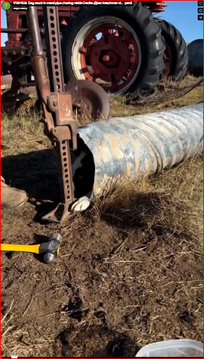 V1911038_Dog stuck in metal pipe chasing rabbit Credits @ben kretchman vi…_part2