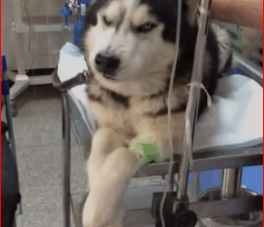 V1911031_Rescue dog trapped in pipe, but later realized wrong and…_part2