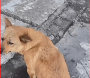 V1911014_dog hit by car #dog #dogsoftiktok #poor #dogvideo #poordogvideo #hhy7…_part2