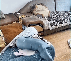 V1911021_Oh My god #dog #dogsoftiktok #funny #animal #fyp_part2