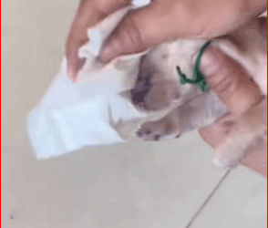 V1911017 It was heartbreaking to see the dogs suffering after encountering us; we couldn’t hold back our tears_#dog #cute#dogsoftiktok#hhy72462acz#poor#dogvideo#poordogv…_part2
