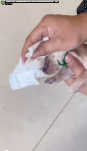 V1911017 It was heartbreaking to see the dogs suffering after encountering us; we couldn’t hold back our tears_#dog #cute#dogsoftiktok#hhy72462acz#poor#dogvideo#poordogv…_part2