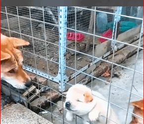 V1911023_dog videos dogs videos #dogs #dog #animal #animalsoftiktok_part2