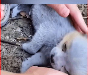 V2211013_Puppy found dying Left in plastic bag to die #foryou #fyp #dog #pup…_part2