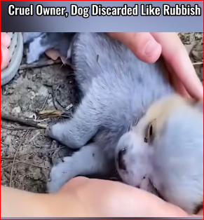 V2211013_Puppy found dying Left in plastic bag to die #foryou #fyp #dog #pup…_part2