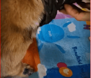 Dog Had Basket Stuck on Its Head Days #rescue #fyp_part2