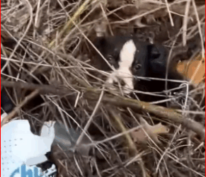 V2211010_Cold Wet Puppies Rescued Rain. #rescuedog #dog #rescuep…_part2