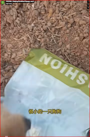 V1911026 We found ourselves unable to hold back our tears at the sight of the suffering dogs right after we met them.#helping #viraltiktok #puppy part2