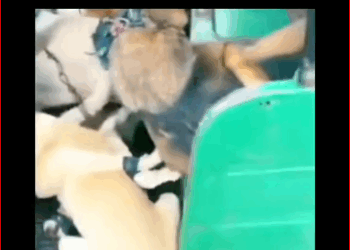 V1211009_Rescue dogs to prepare human consumption. #rescuedog #dog #abando…_part2