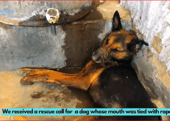 V1211017_Rescue team Save Dog life #usa #dogsoftiktok #dog #dogs #foryou #d…_part2