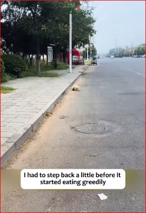 V1211018_#rescue #animals #dogs #dog_part2