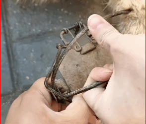 V2211022_found dog his leg caught in an animal trap, rescued him, a…_part2