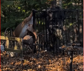 V2211004_Rescue deer its leg stuck in fence #rescue #deer_part2