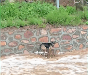 V2211008_dog was trapped at coast by flood, waiting its owner_part2
