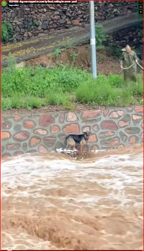 V2211008_dog was trapped at coast by flood, waiting its owner_part2