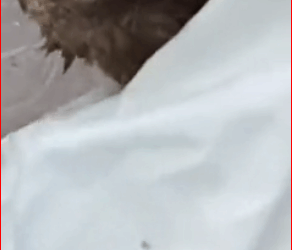 V2211001_Attacked by dog too weak to move paralyzed stray cat coll…_part2