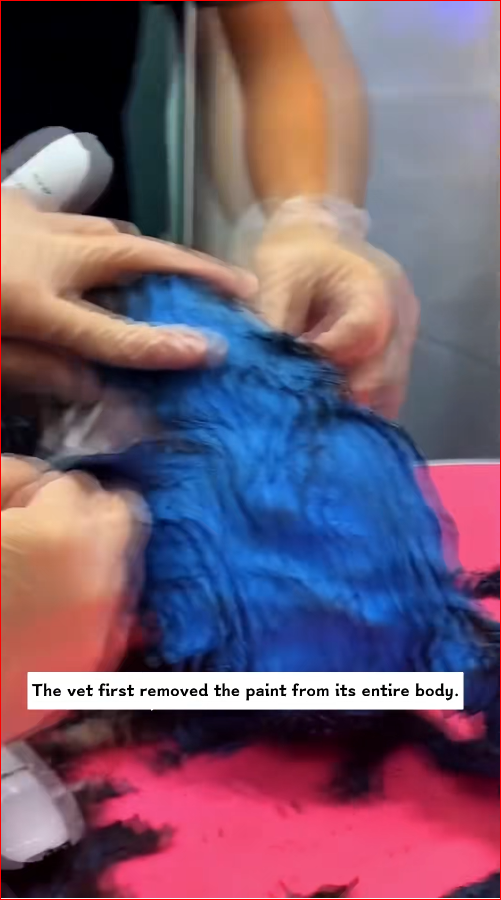 found stray cat covered in paint all over its body. It walked tow…_part2