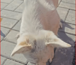 Poor dog #dog #trending #xuhuong #fyp #pet_part2