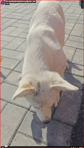 Poor dog #dog #trending #xuhuong #fyp #pet_part2