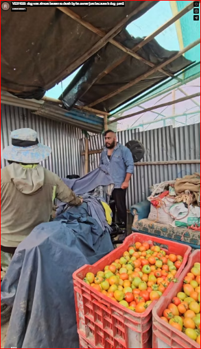 V2211020_dog was almost beaten to death by its owner just because it dug_part2