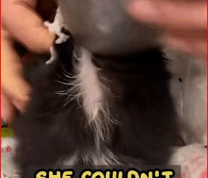 V2511014_TikTok_part2