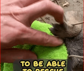 V2511015_We have to use saws #animals #dog #cat #kitten #puppy #abandoned_part2