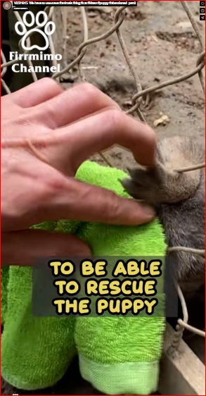 V2511015_We have to use saws #animals #dog #cat #kitten #puppy #abandoned_part2